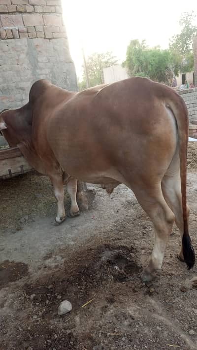 Bull for sale Sahi wali and Dhani nasl in vehari