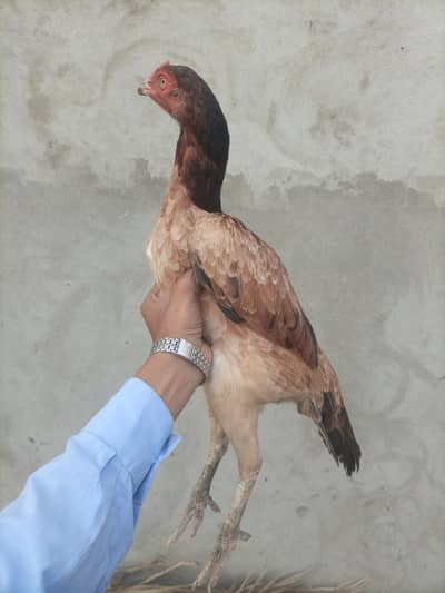 Aseel Murgi for sale