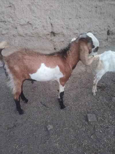 Desi Bakry Available For Qurbani