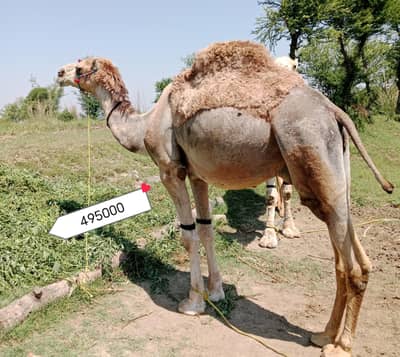 Qurbani camel for sale