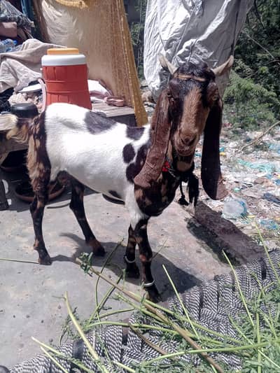 Khassi Bakra Sale