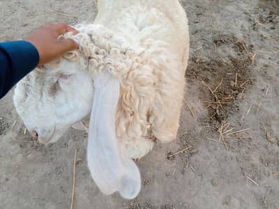 Male Sheep 