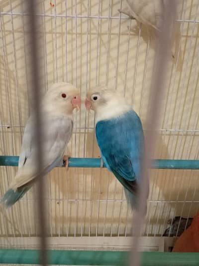 love bird pair