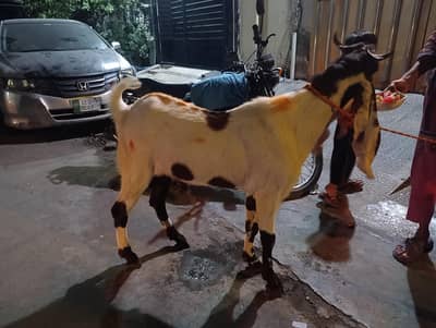 Donda Bakra for sale
