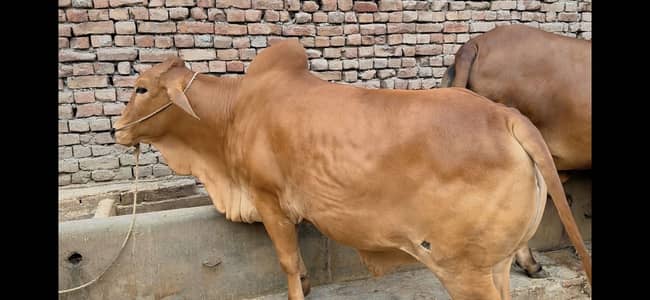 Qurbani wacha for sale Bakra eid janwar bull for sale