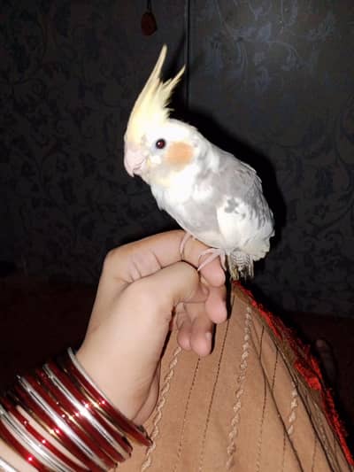 handtaim cockatiel
