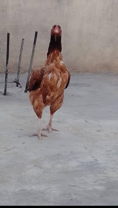 for sale 03115462103