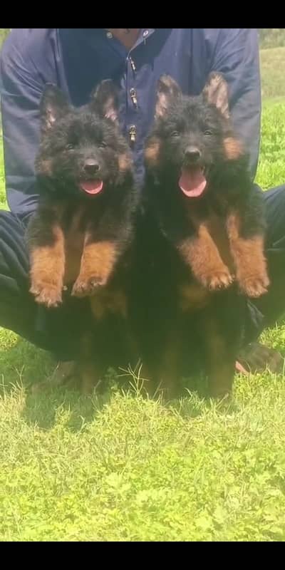 German shepherd puppies for sale / puppy / GSD pup / german sheph