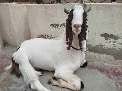 khubsurat heavy wt Bakra 2 dant