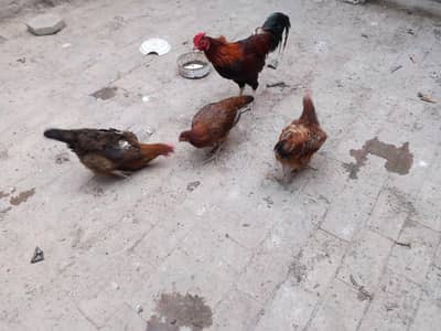 4 murgia 1murga sub murgia anda dati hai