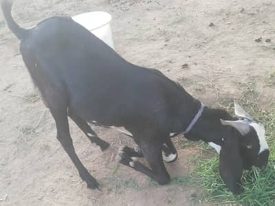 Bakra (Beetal)