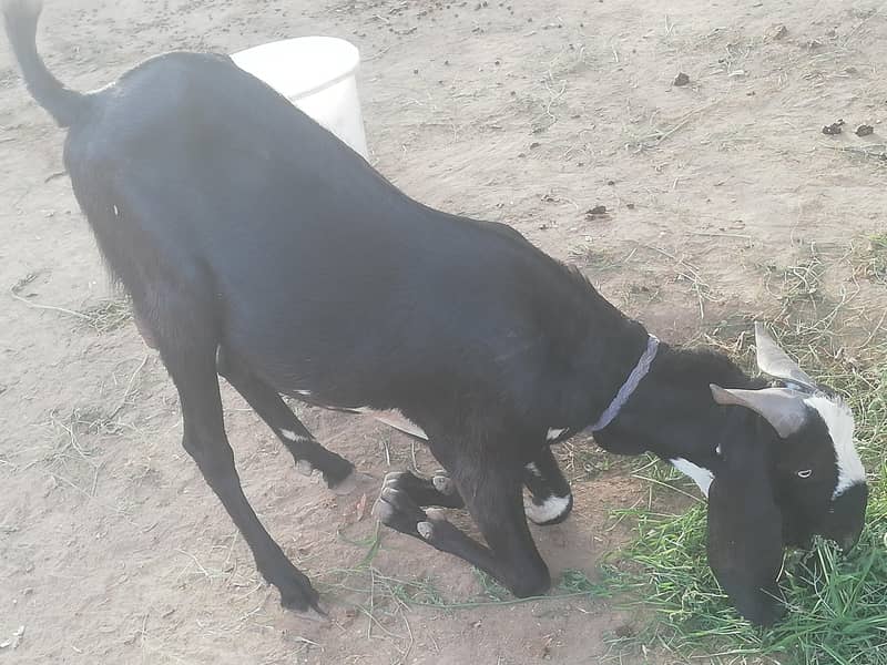 Bakra (Beetal) 0
