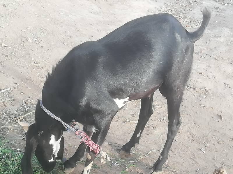 Bakra (Beetal) 1