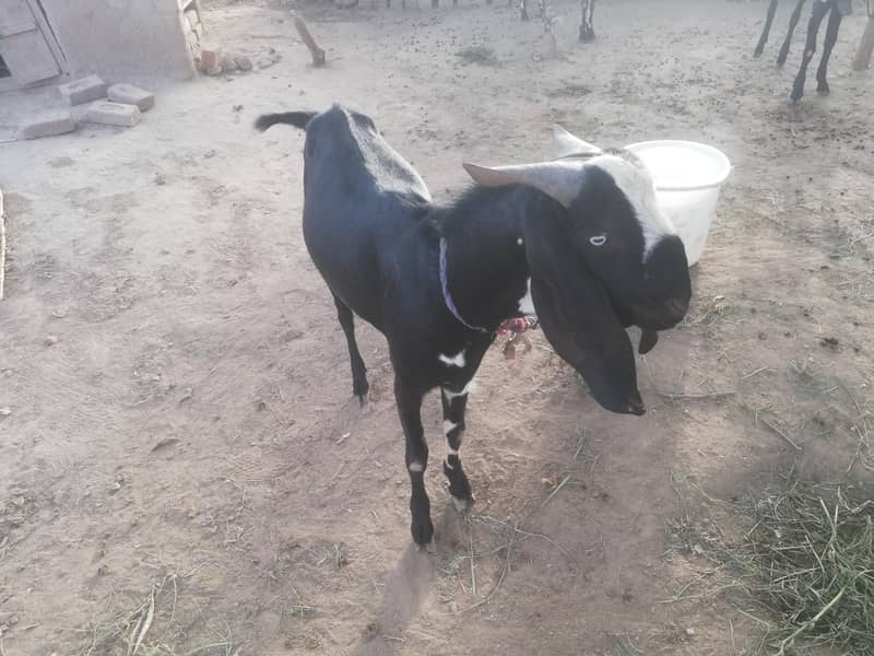 Bakra (Beetal) 2