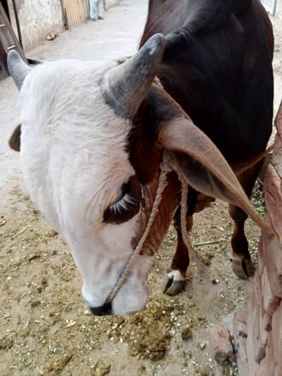 Bull for Qurbani