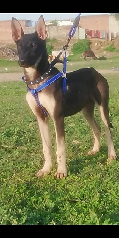 Bhagyari Alsatian / Bhagyari Alsatian female | GSD | 03710650082