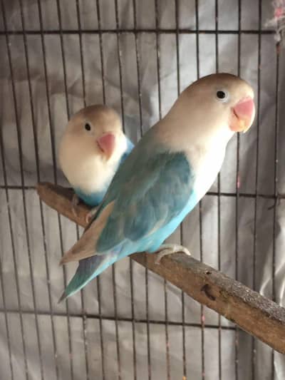 Love Bird Pair and Cocktail 1 male