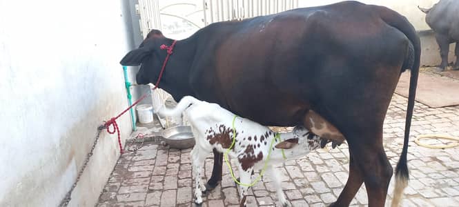 cow for sale mouh say 2 dant sath wachi