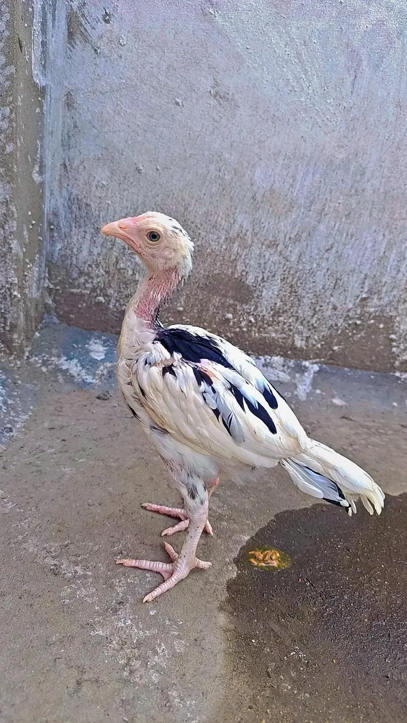 Aseel Chicks pure Sindhi and Mianwali breed — photo 2
