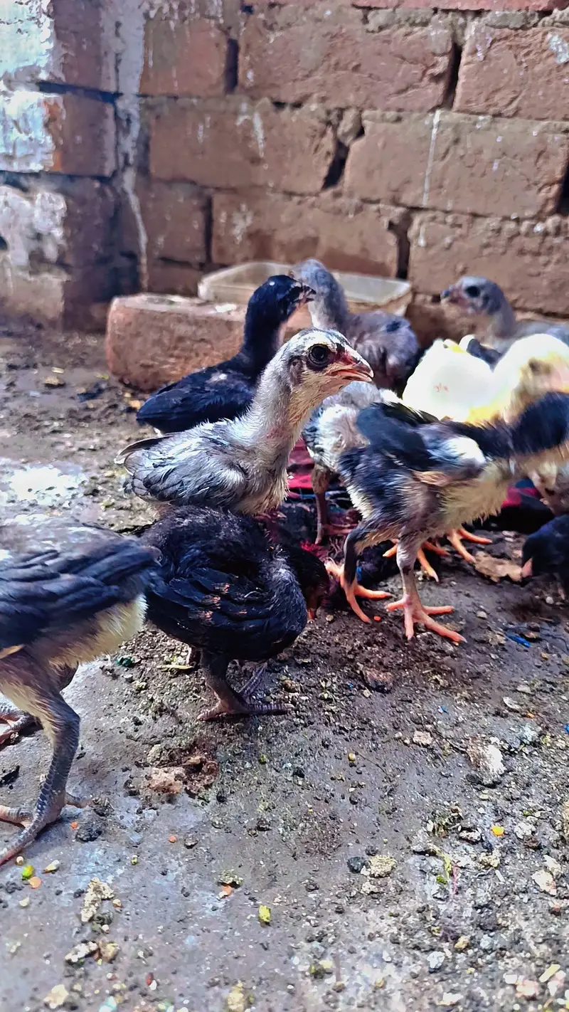 Aseel Chicks pure Sindhi and Mianwali breed — photo 3