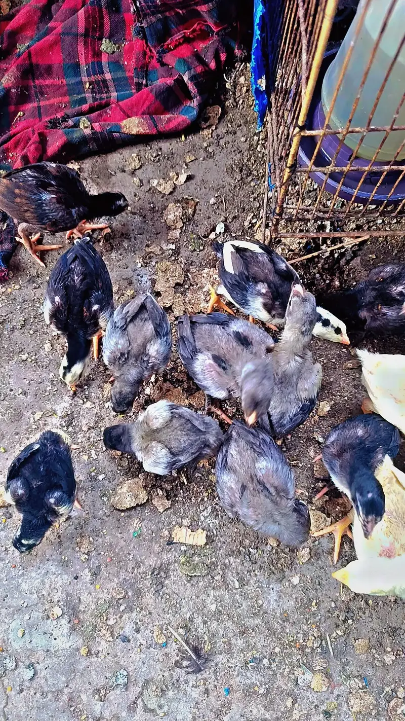 Aseel Chicks pure Sindhi and Mianwali breed — photo 4