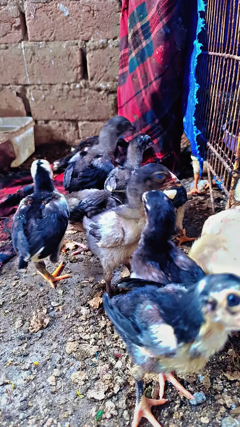 Aseel Chicks pure Sindhi and Mianwali breed — photo 5