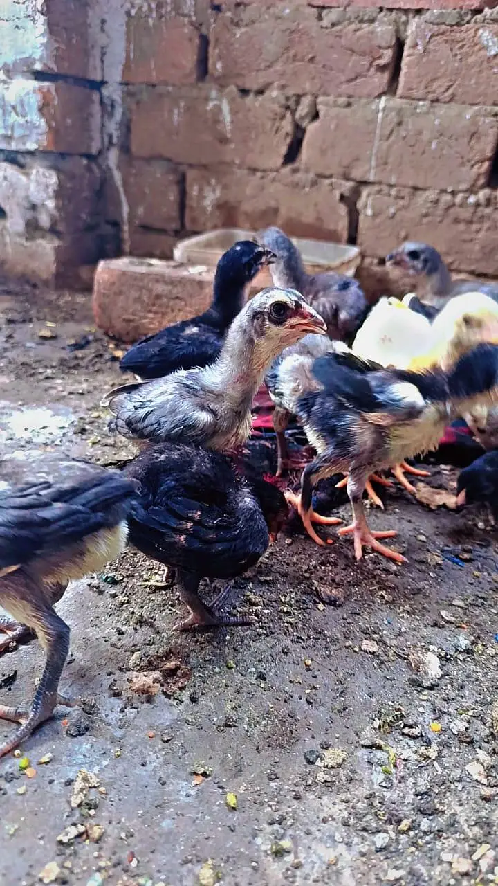 Aseel Chicks pure Sindhi and Mianwali breed — photo 6