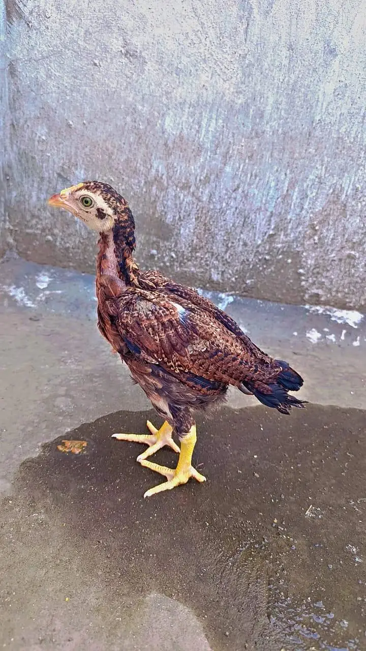 Aseel Chicks pure Sindhi and Mianwali breed — photo 8
