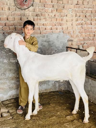 Rajanpuri Bakra For Sell