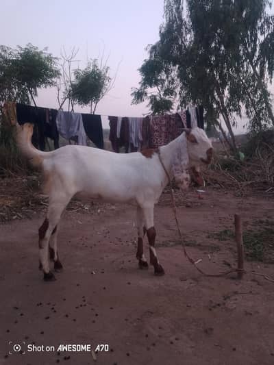 good bakry for sale