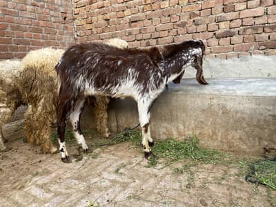 2 bakry or 1 bheer qurbani k leye bilkul ready