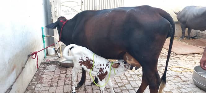 cow for sale sath wachi aj soi ha