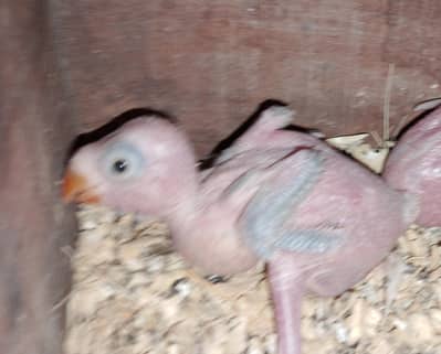 parrot chick