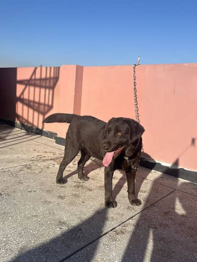 Labrador dog