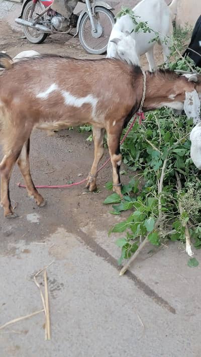 Goat for sale for eid ul azha