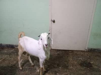 *pahari bakra| beetal bakry| Desi Goat |Qurbani 2026 |بکرا*
