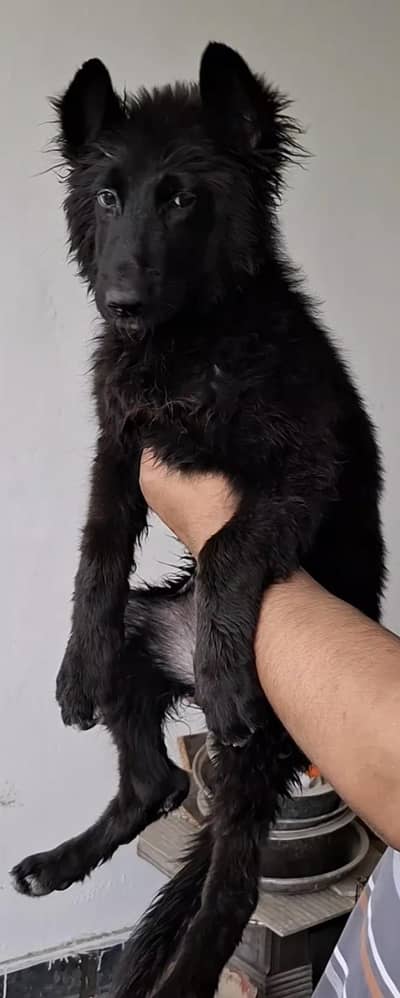 long cort german shepherd female puppy for sale