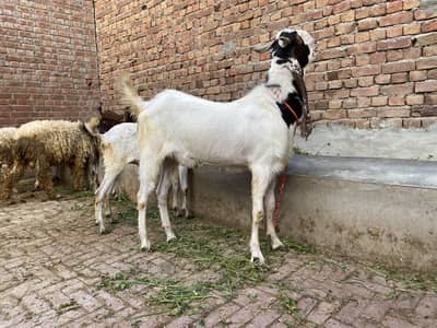 6 bakry or 1 bhere qurbani k leye bilkul ready