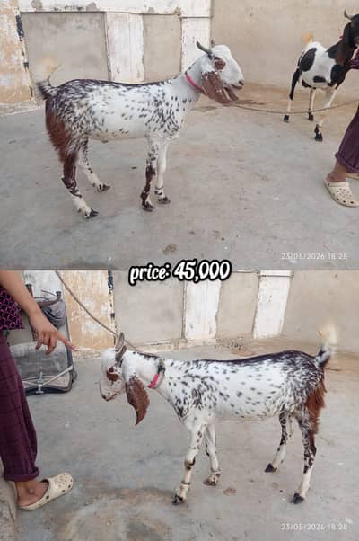 2 Dant Khasi Bakra