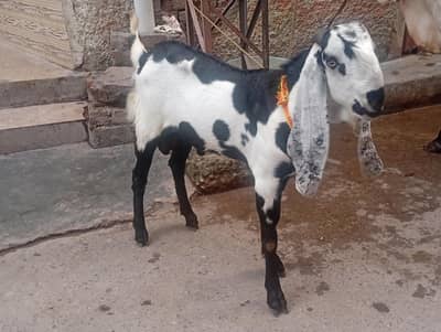 Bakra for sale
