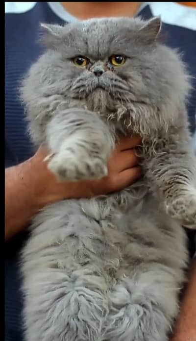 Persian punch face triple coat cat available For mating