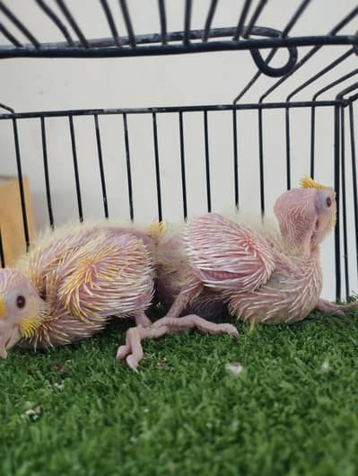 cocktail cockatiel cocktaeil parrot