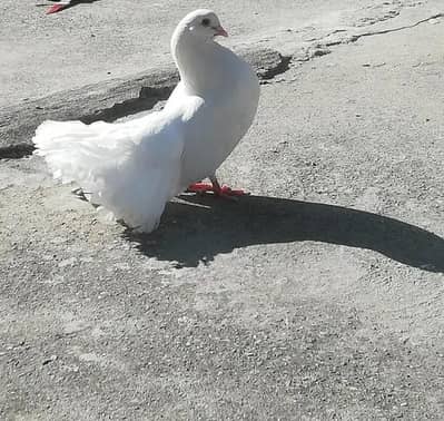 pigeon for sale