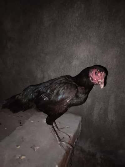 Aseel hen  java choras phati vali nali quality birds