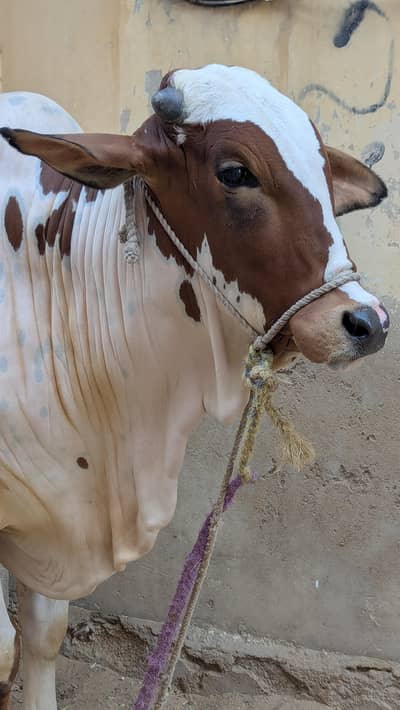 2 Daant Khoobsurat Bachra for Qurbani Sale | Healthy, Active & Strong