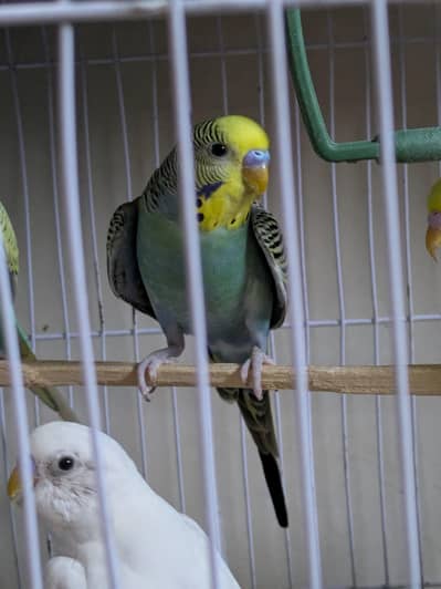Beautiful and Active Budgies