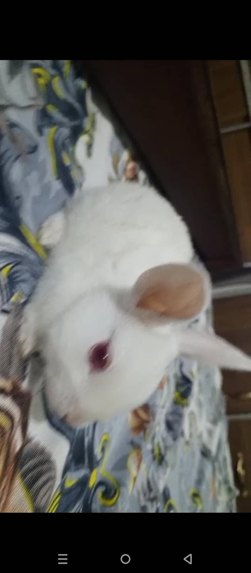 rabbit 0