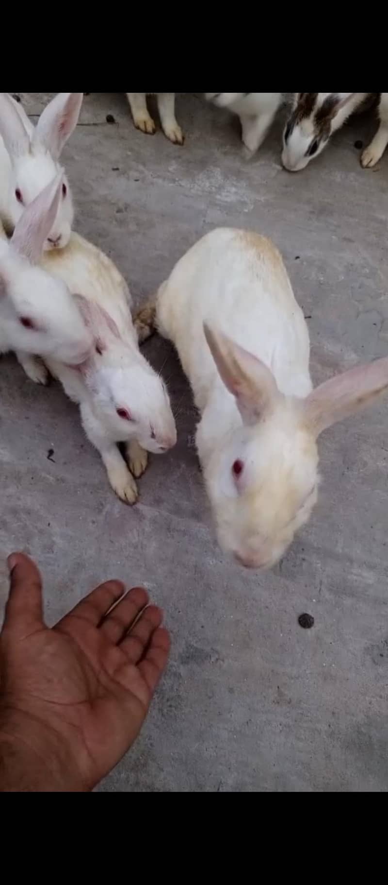 rabbit 1