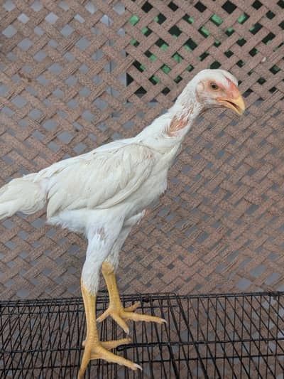 Japanese white shamo