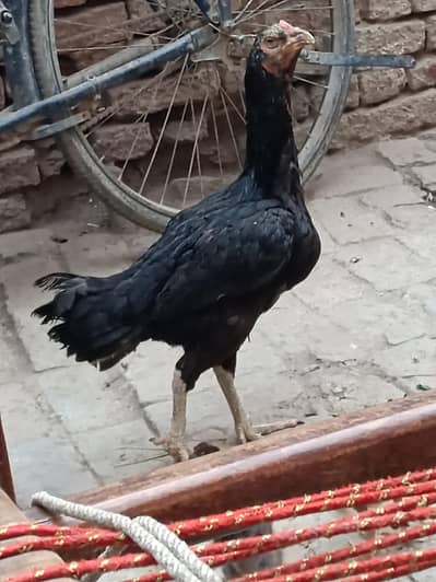 2 female for sale urjnt